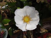 RIMG0296