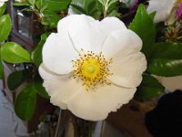 RIMG0299