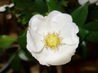 DSC04581