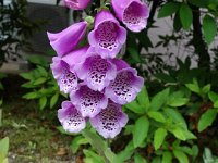 DSC04705