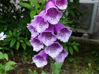 DSC04706