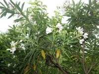 DSC04768