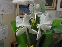 RIMG0393