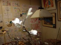 DSC06338
