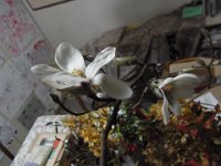 RIMG0586