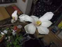 RIMG0588
