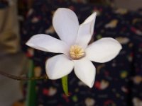 RIMG0603