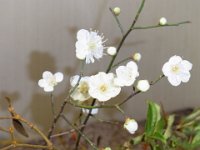 RIMG0613