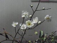 RIMG0614