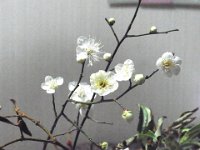 RIMG0614X