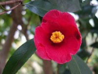 DSC06520