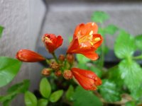 DSC06787