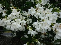 DSC06971