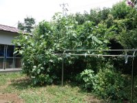 DSC07054
