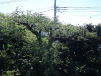 DSC07132