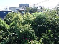DSC07142