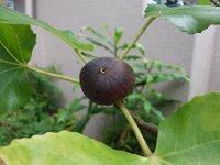 DSC07283