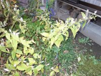 DSC07840