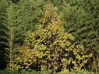 DSC08388