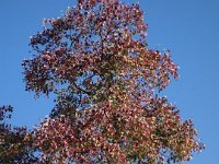 DSC08435