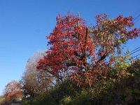 DSC08733