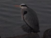 RIMG0942