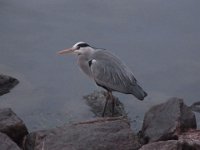 RIMG0017