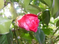 RIMG2568