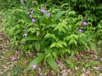 RIMG0381