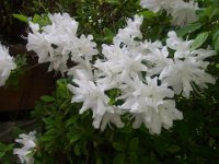 RIMG0387