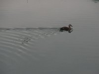 RIMG0742