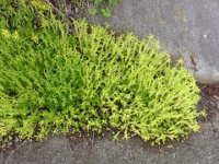 RIMG0781