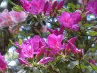RIMG0849
