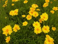RIMG1268