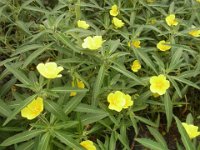RIMG0067