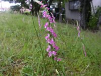 RIMG0271