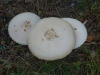 DSC09451