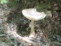 DSC09504