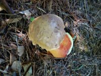 DSC09505