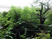 DSC09752