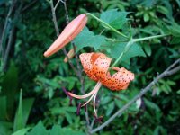 DSC09775