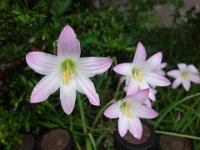 DSC09778