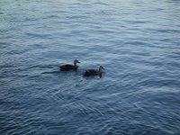 DSC00077
