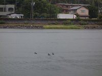 DSC00633