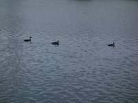 DSC00684