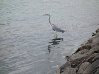 DSC00698