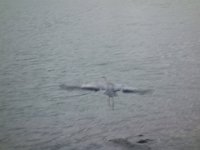 DSC00699