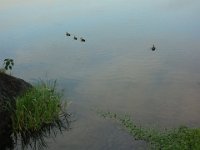 DSC00729