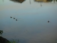 DSC00730