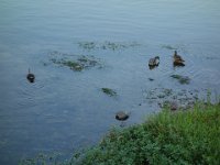 DSC00796